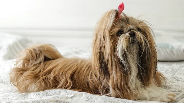 Brunette Hair Hair doggied on bed